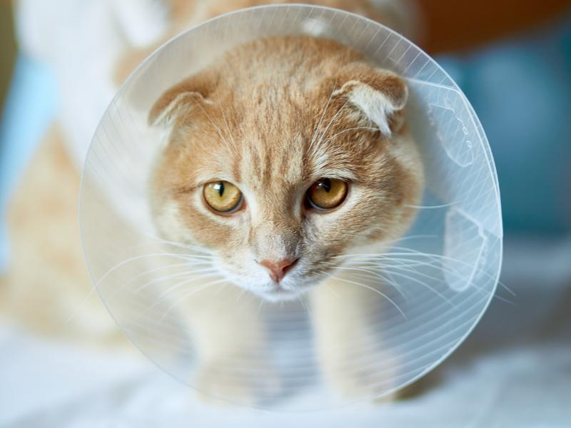 Castração é um Ato de Amor: Importância e Vantagens da Castração de Cães e Gatos