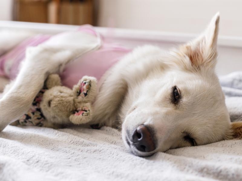 10 Benefícios da Castração de Animais