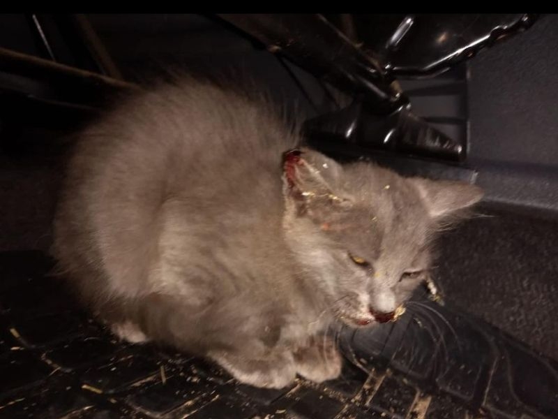 Gatinho atropelado
