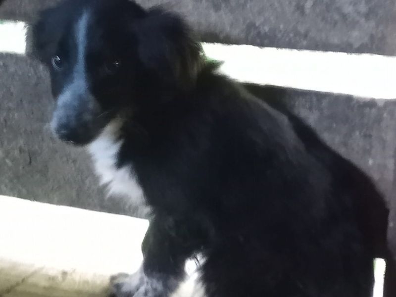 Pipoca