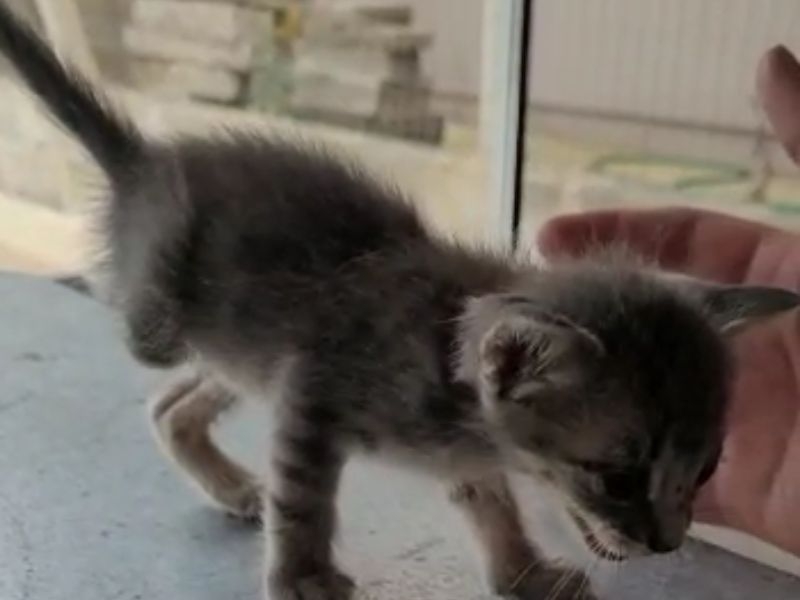 Gatinha sem Pata resgatada