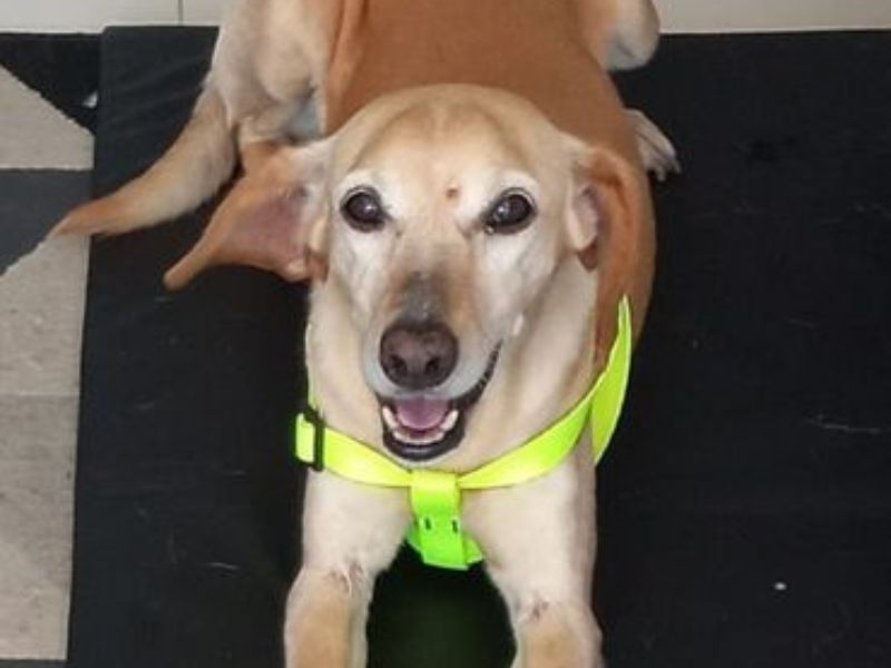 Cães recolhidos na ciclovia